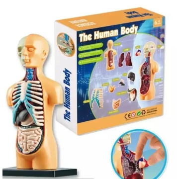 emberi test, anatómia
