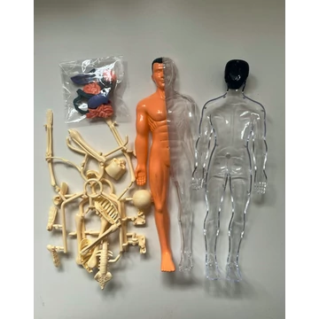 emberi test, anatómia