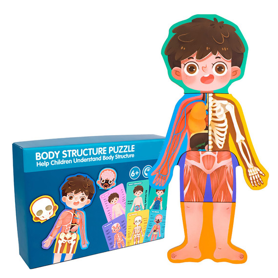 Az emberi test felépítése -Body Structure - Fiú - oktatò fejlesztő játèk