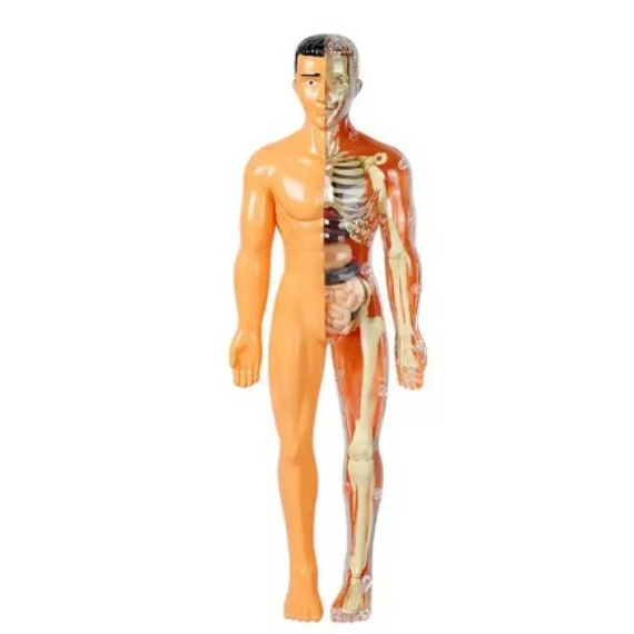 body, anatómia, emberi test