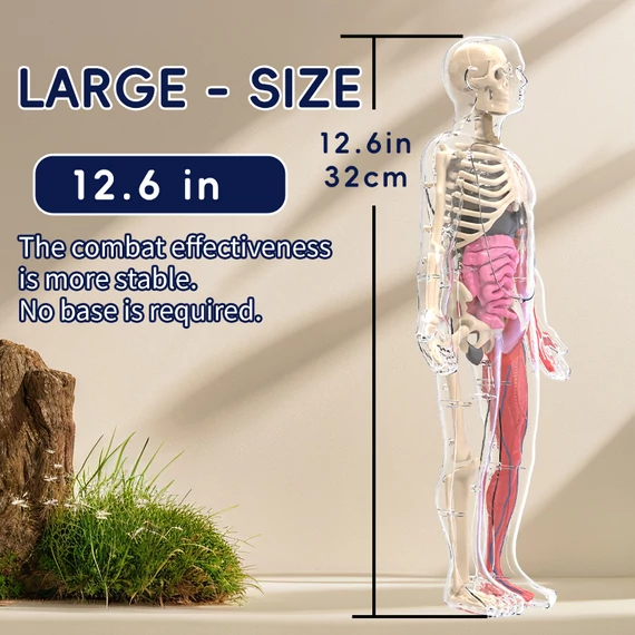 Az emberi test oktató játék - világít a sötétben